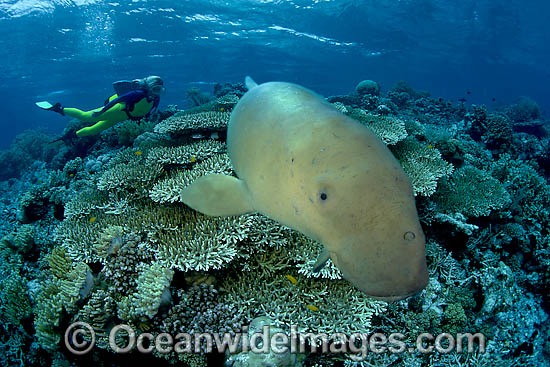 Diver observing a Dugong (Dugong dugon). Dugongs can be found in warm coastal waters from East Africa to Australia. Also known as Sea Cow. Classified Vulnerable on the IUCN Red List. Now a Protected species. Photo - David Fleetham