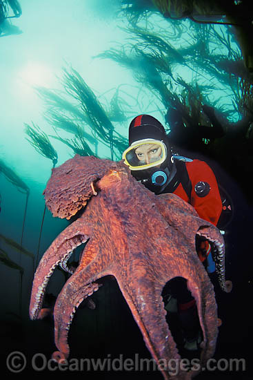 Giant Pacific Octopus and Diver photo Giant Pacific Octopus and Diver photo