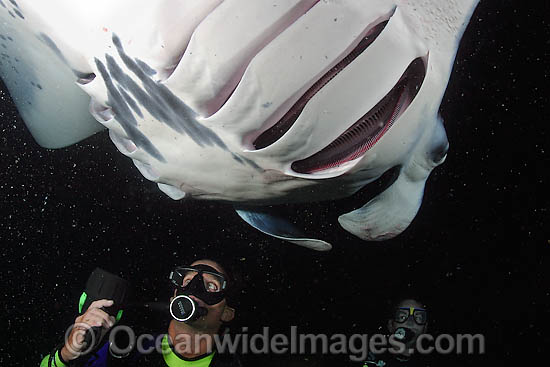 The Divers (MR) underwater lights attract planktonic food to an area where Giant Oceanic Manta Rays (Manta birostris) frequently feed at night. The Big Island, Hawaii, USA Photo - David Fleetham The Divers (MR) underwater lights attract planktonic food to an area where Giant Oceanic Manta Rays (Manta birostris) frequently feed at night. The Big Island, Hawaii, USA Photo - David Fleetham