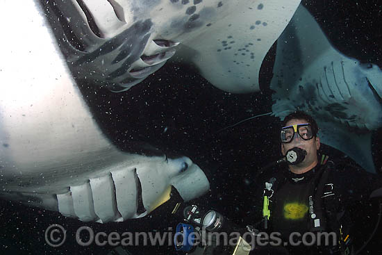 The Divers (MR) underwater lights attract planktonic food to an area where Giant Oceanic Manta Rays (Manta birostris) frequently feed at night. The Big Island, Hawaii, USA Photo - David Fleetham The Divers (MR) underwater lights attract planktonic food to an area where Giant Oceanic Manta Rays (Manta birostris) frequently feed at night. The Big Island, Hawaii, USA Photo - David Fleetham
