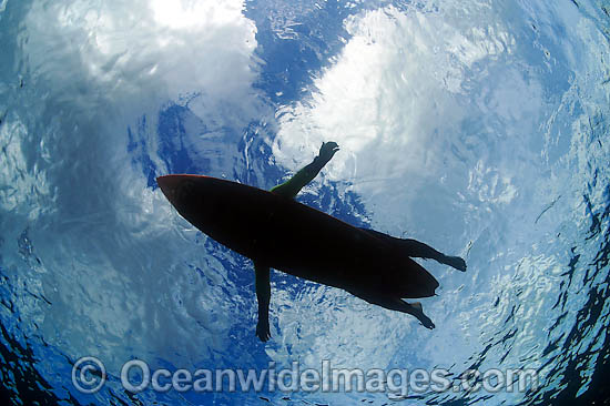 Surfer on body board looking like seal photo