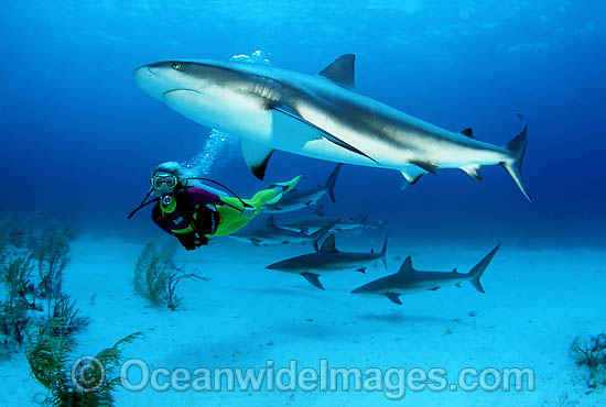 Caribbean Reef Shark photo