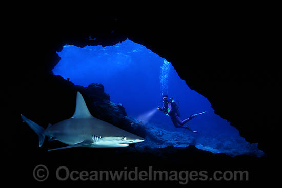 Diver observing a Sandbar Shark (Carcharhinus plumbeus) in a lava cavern. Maui, Hawaii, USA. This is a composite image, comprising of 2 or more images digitally merged together. Photo - David Fleetham Diver observing a Sandbar Shark (Carcharhinus plumbeus) in a lava cavern. Maui, Hawaii, USA. This is a composite image, comprising of 2 or more images digitally merged together. Photo - David Fleetham