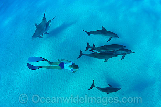 Snorkel diver swimming with Atlantic Bottlenose Dolphin (Tursiops truncatus) and Atlantic Spotted Dolphin (Stenella plagiodon). The Bahamas Bank, Florida, USA Photo - David Fleetham
