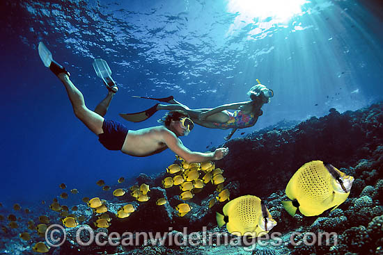 A couple (MR) of snorkelers free diving with a school of Milletseed Butterflyfish (Chaetodon miliaris). Photo taken off Hawaii, USA. This is a composite image, comprising of 2 or more images digitally merged together. Photo - David Fleetham A couple (MR) of snorkelers free diving with a school of Milletseed Butterflyfish (Chaetodon miliaris). Photo taken off Hawaii, USA. This is a composite image, comprising of 2 or more images digitally merged together. Photo - David Fleetham