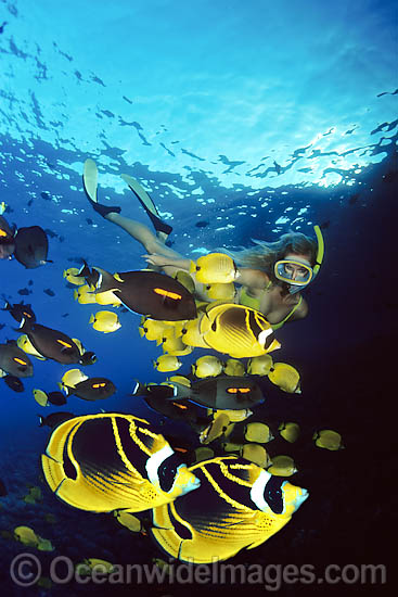 Snorkel diver (MR) with a school of tropical fish, including Raccoon Butterflyfish (Chaetodon lunula), in foreground. Photo taken off Hawaii, USA. This is a composite image, comprising of 2 or more images digitally merged together. Photo - David Fleetham