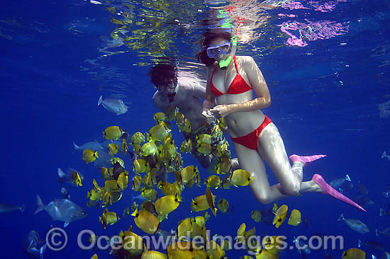 A couple of snorkelers (MR) free diving with a school of Milletseed Butterflyfish (Chaetodon miliaris) and other tropical fish. Photo taken off Hawaii, USA. Photo - David Fleetham A couple of snorkelers (MR) free diving with a school of Milletseed Butterflyfish (Chaetodon miliaris) and other tropical fish. Photo taken off Hawaii, USA. Photo - David Fleetham