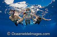 Snorkelers exploring reef Photo - David Fleetham
