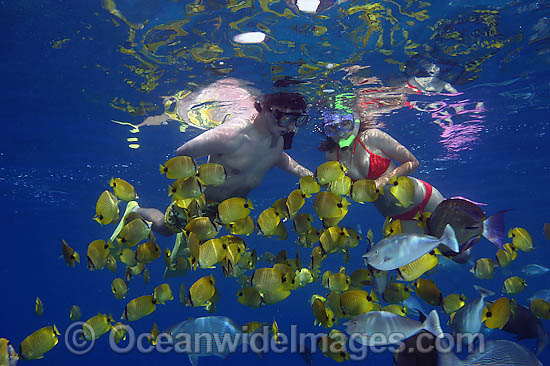 A couple of snorkelers (MR) free diving with a school of Milletseed Butterflyfish (Chaetodon miliaris) and other tropical fish. Photo taken off Hawaii, USA. Photo - David Fleetham A couple of snorkelers (MR) free diving with a school of Milletseed Butterflyfish (Chaetodon miliaris) and other tropical fish. Photo taken off Hawaii, USA. Photo - David Fleetham