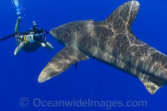 Photographer with Oceanic Whitetip Shark photo