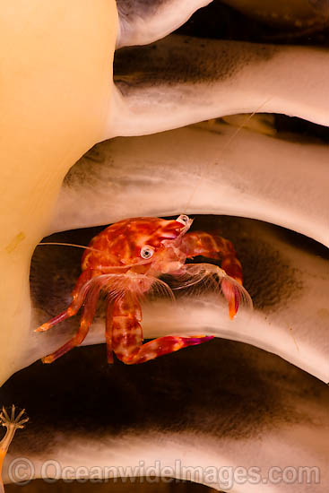 Porcelain Crab (Porcellanella picta), resting between the blades of the Seapen (Pteroeides sp.). Photo taken off Komodo, Indonesia. Within the Coral Triangle. Photo - David Fleetham Porcelain Crab (Porcellanella picta), resting between the blades of the Seapen (Pteroeides sp.). Photo taken off Komodo, Indonesia. Within the Coral Triangle. Photo - David Fleetham