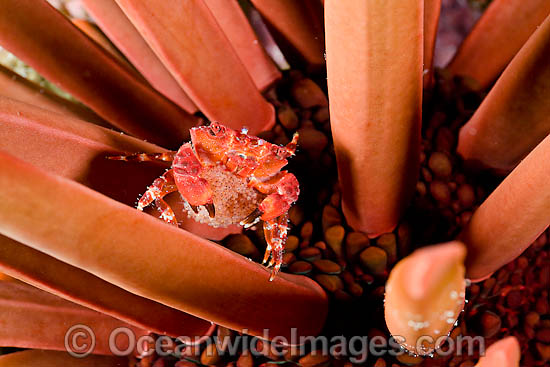 Red Liomera Crab with eggs photo Red Liomera Crab with eggs photo