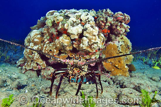 Banded Spiny Lobster (Panulirus marginatus). This lobster is endemic to Hawaii. USA Photo - David Fleetham
