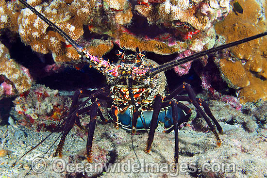 Banded Spiny Lobster (Panulirus marginatus). This lobster is endemic to Hawaii. USA Photo - David Fleetham Banded Spiny Lobster (Panulirus marginatus). This lobster is endemic to Hawaii. USA Photo - David Fleetham
