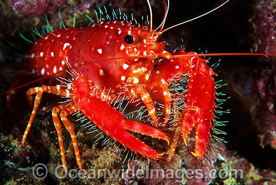 Hawaiian Reef Lobster Enoplometopus occidentalis photo