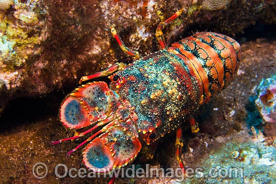 Regal Slipper Lobster (Arctides regalis). Also known as Shovel-nosed Lobster. Photo taken at Hawaii, USA Photo - David Fleetham