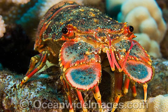 Regal Slipper Lobster photo