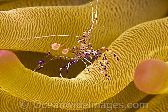 Spotted Cleaner Shrimp an anemone photo