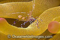 Spotted Cleaner Shrimp an anemone Photo - David Fleetham