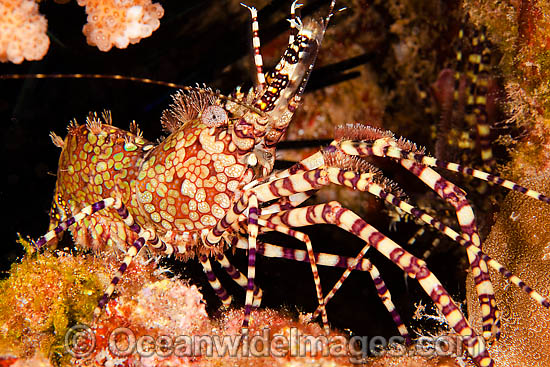 Marbled Shrimp Saron marmoratus photo