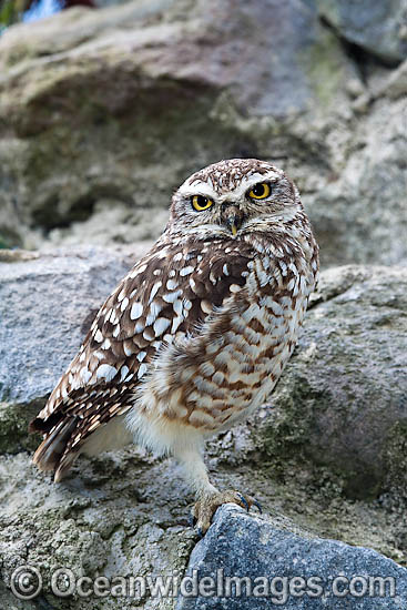 Burrowing Owl Athene cunicularia photo Burrowing Owl Athene cunicularia photo
