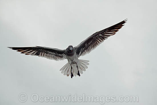 Lava Gull Larus fuliginosus photo Lava Gull Larus fuliginosus photo