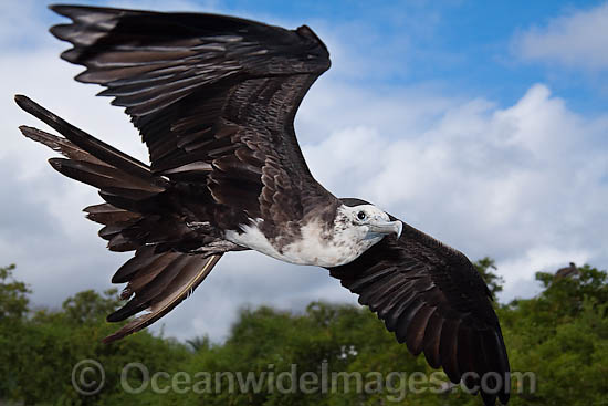 Magnificent Frigatebird (Fregata magnificens), adolescent in flight over Santa Cruz Island, Galapagos Archipelago, Ecuador. Photo - David Fleetham Magnificent Frigatebird (Fregata magnificens), adolescent in flight over Santa Cruz Island, Galapagos Archipelago, Ecuador. Photo - David Fleetham