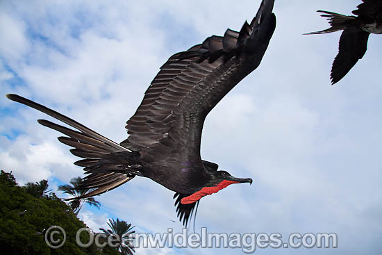 Magnificent Frigatebird (Fregata magnificens), male in flight over Santa Cruz Island, Galapagos Archipelago, Ecuador. Photo - David Fleetham Magnificent Frigatebird (Fregata magnificens), male in flight over Santa Cruz Island, Galapagos Archipelago, Ecuador. Photo - David Fleetham