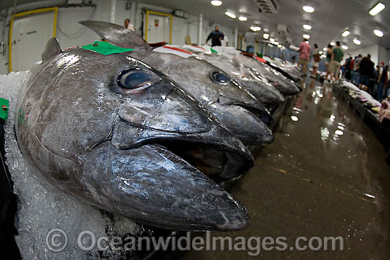 An early morning Tuna fish auction on Oahu's waterfront, Hawaii, USA Photo - David Fleetham