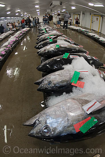 Tuna Fish at Market photo Tuna Fish at Market photo