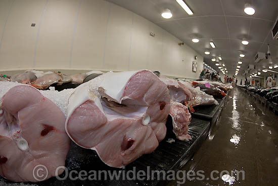 Tuna Fish at Market photo