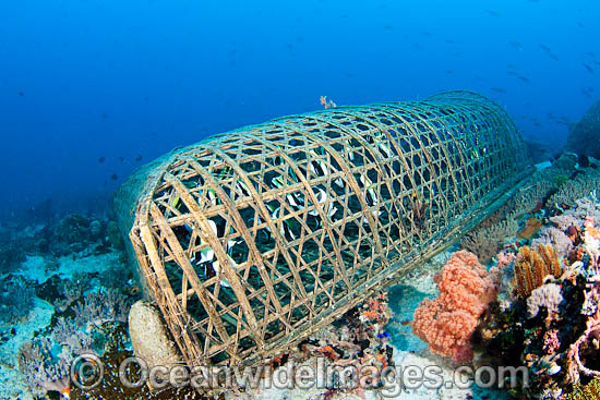 Reef fish trapped in a hand-made fish trap off Apo Island, Philippines. Within the Coral Triangle. Photo - David Fleetham Reef fish trapped in a hand-made fish trap off Apo Island, Philippines. Within the Coral Triangle. Photo - David Fleetham