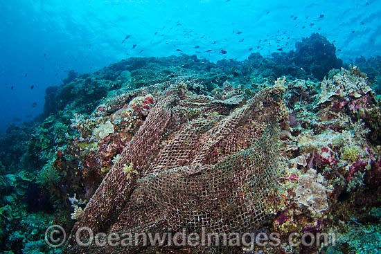Fishing net on reef photo
