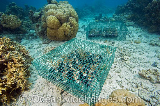 Coral Aquaculture photo