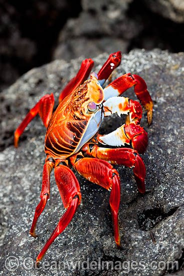 Sally Lightfoot Crab Graspus graspus photo