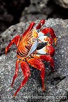 Sally Lightfoot Crab Graspus graspus Photo - David Fleetham
