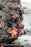 Sally Lightfoot Crabs Photo - David Fleetham