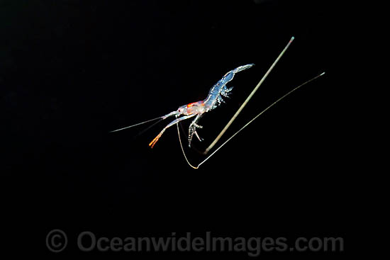 Larval Shrimp photo