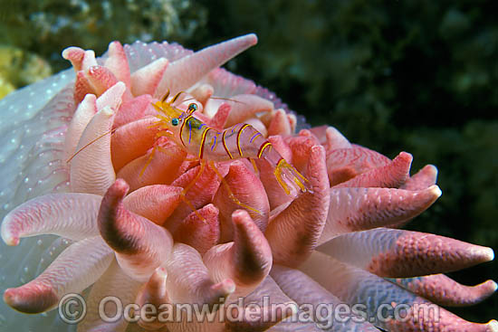 Shrimp on anemone with eggs photo Shrimp on anemone with eggs photo