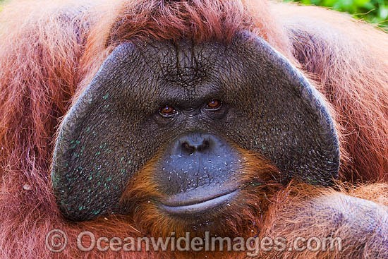 Orangutan Pongo pygmaeus photo