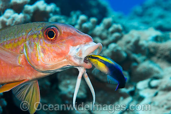 Goatfish cleaned by wrasse photo