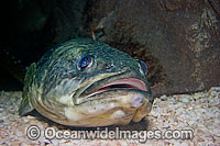 Marbled Rockcod Notothenia rossii Photo - David Fleetham