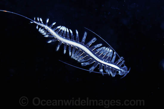 Tailed Pacific Transparent Worm photo