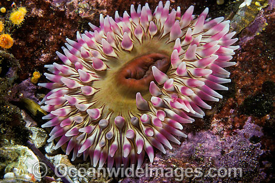 Rose Anemone Urticina coriacea photo Rose Anemone Urticina coriacea photo