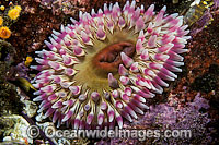 Rose Anemone Urticina coriacea Photo - David Fleetham