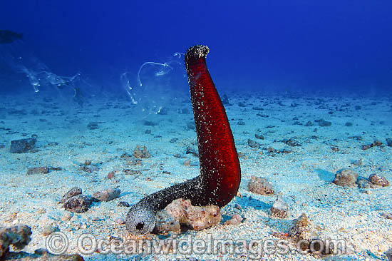 Sea Cucumber spawning photo