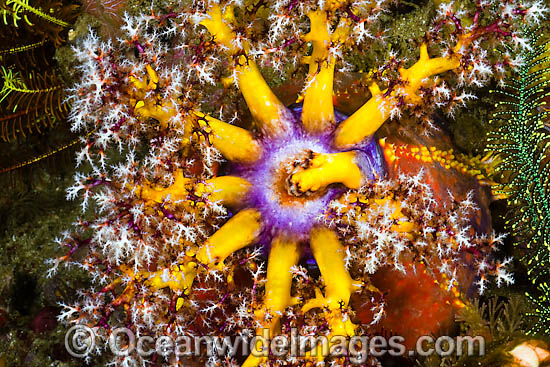 Sea Cucumber feeding photo