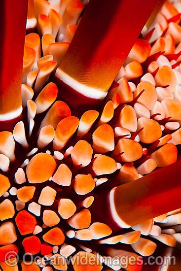 Close detail of a Slate Pencil Sea Urchin (Heterocentrotus mammillatus). Photo taken off Hawaii, Pacific Ocean Photo - David Fleetham