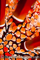Slate Pencil Sea Urchin Photo - David Fleetham