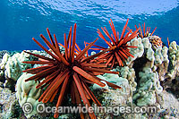 Slate Pencil Sea Urchins Photo - David Fleetham